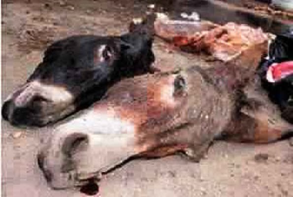 Dakar: 55 tonnes de viande d’âne en circulation