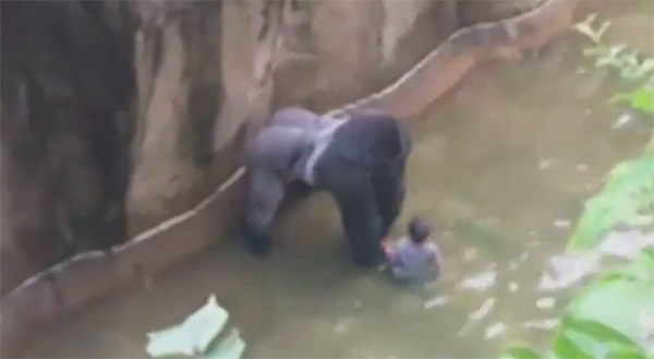 Vidéo : Un zoo tue son gorille après la chute d’un enfant dans l’enclos