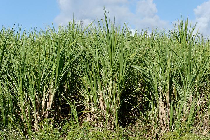 la css cherche 3 500 hectares pour atteindre 200 000 tonnes de sucre a lhorizon 2020
