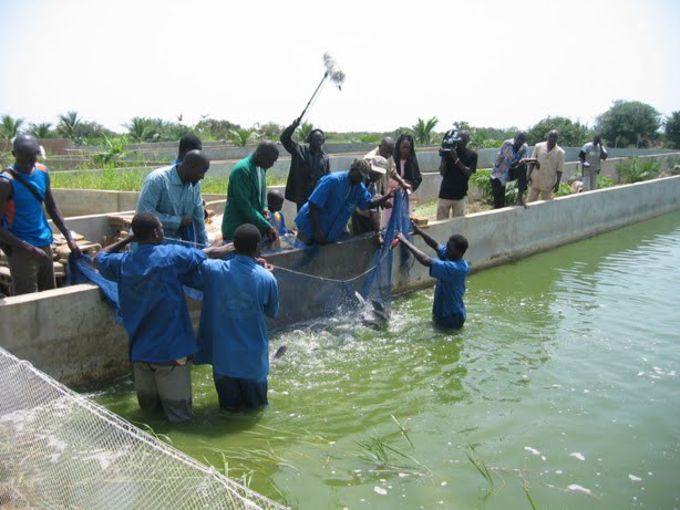 L’Agence nationale de l’aquaculture vise 50.000 tonnes de poissons cultivés en 2023