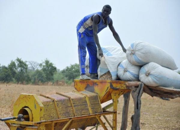 La domination de l’arachide fragilise les producteurs, selon le pédologue de Ndiaffate