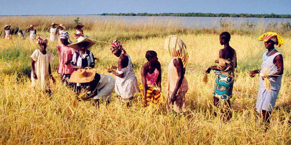 Le Sénégal va lutter contre la coupe abusive en Casamance