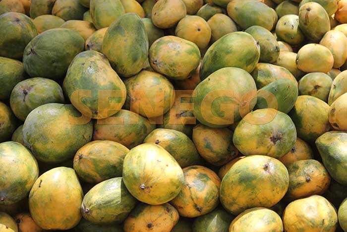 Sénégal – Agriculture : Découverte d’un produit contre les mouches des fruits