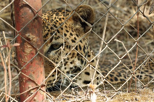 Niokolo, une panthère de 21 ans, la vedette du parc