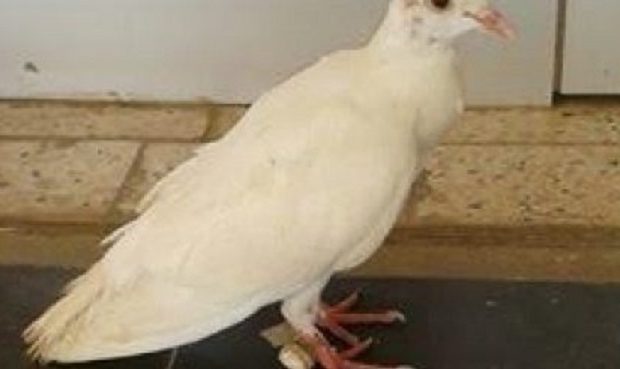 Mysticisme à la mairie de Kaolack: un pigeon aux amulettes sème la panique