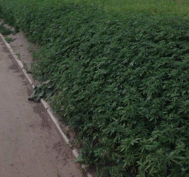 La mairie de Moscou se trompe de semis et plante du Yamba
