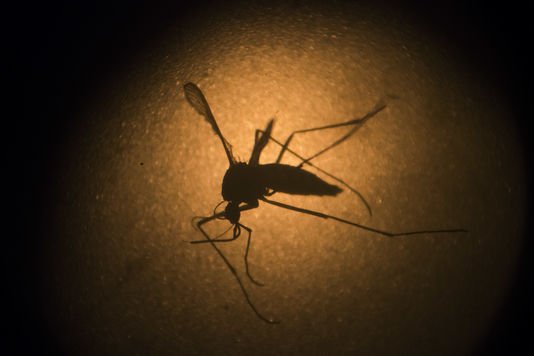 Zika débarque en Guinée Bissau