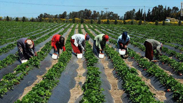 L’agriculture durable nécessite une vision à long terme et des actions concertées, selon la FAO
