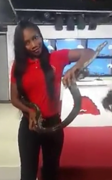 Vidéo: Un serpent sur le plateau de Senegal ca kanam