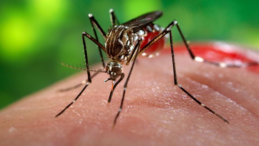 Le Centre des opérations d’urgence sanitaire en alerte contre le virus Zika
