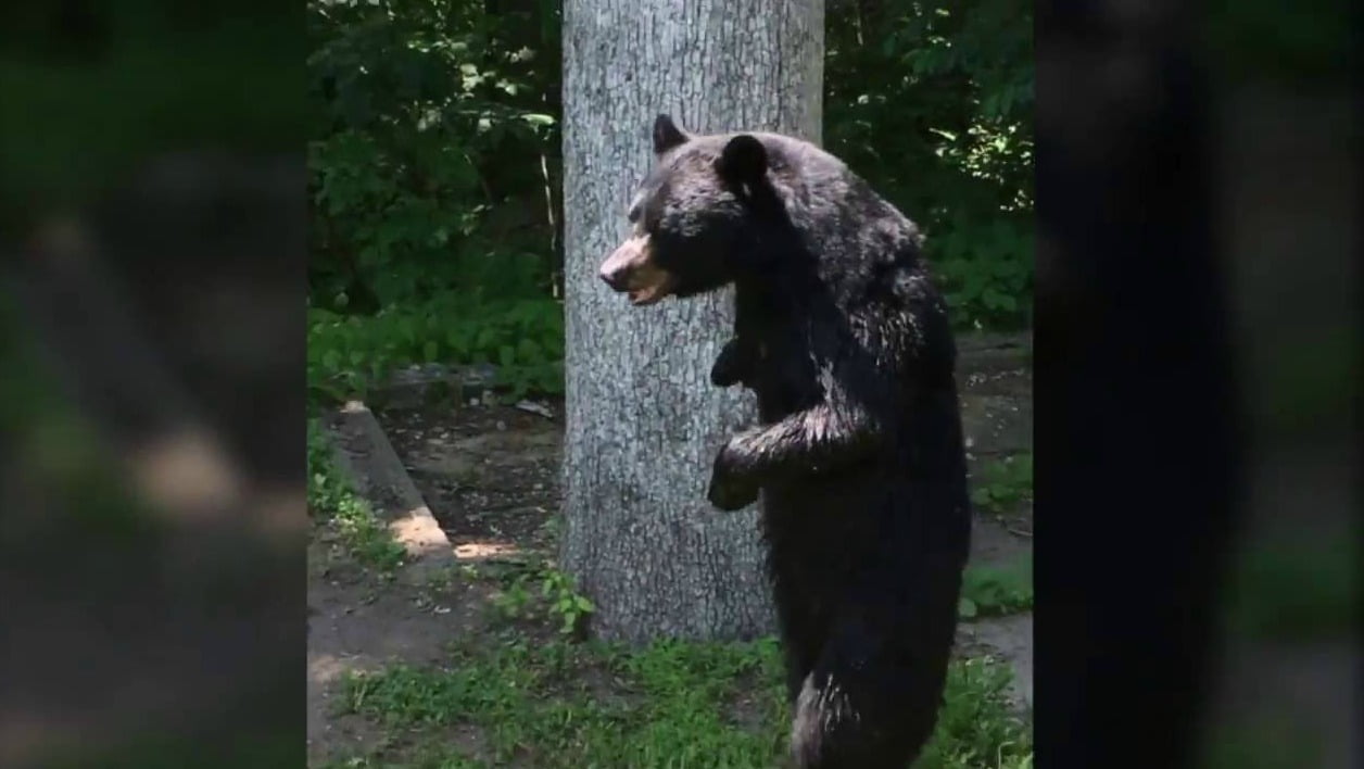 Vidéo: Voici Pedals, l’ours américain qui marche comme un humain – Regardez.