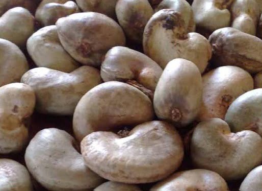 Les 28 meilleurs producteurs d’anacarde du pays financés
