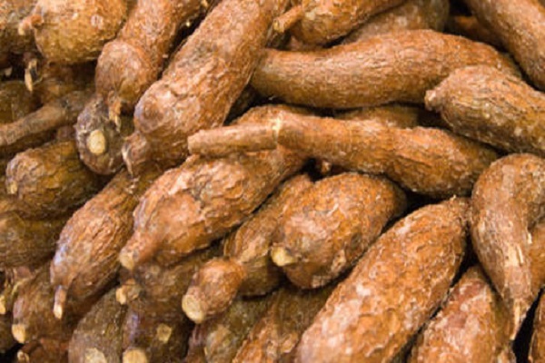 Manioc : 13 000 ha à emblaver, plus de 500 000 tonnes attendues