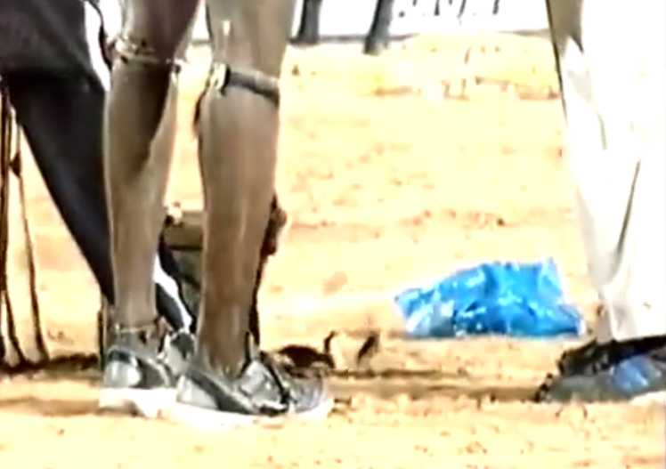 Vidéo: Magnifique envol d’oiseaux porte-bonheur chez l’écurie Modou Lô – Regardez.