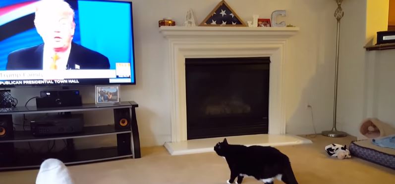 Vidéo: La réaction de ce chat en voyant l’image de Donald Trump à la Télé. Incroyable !