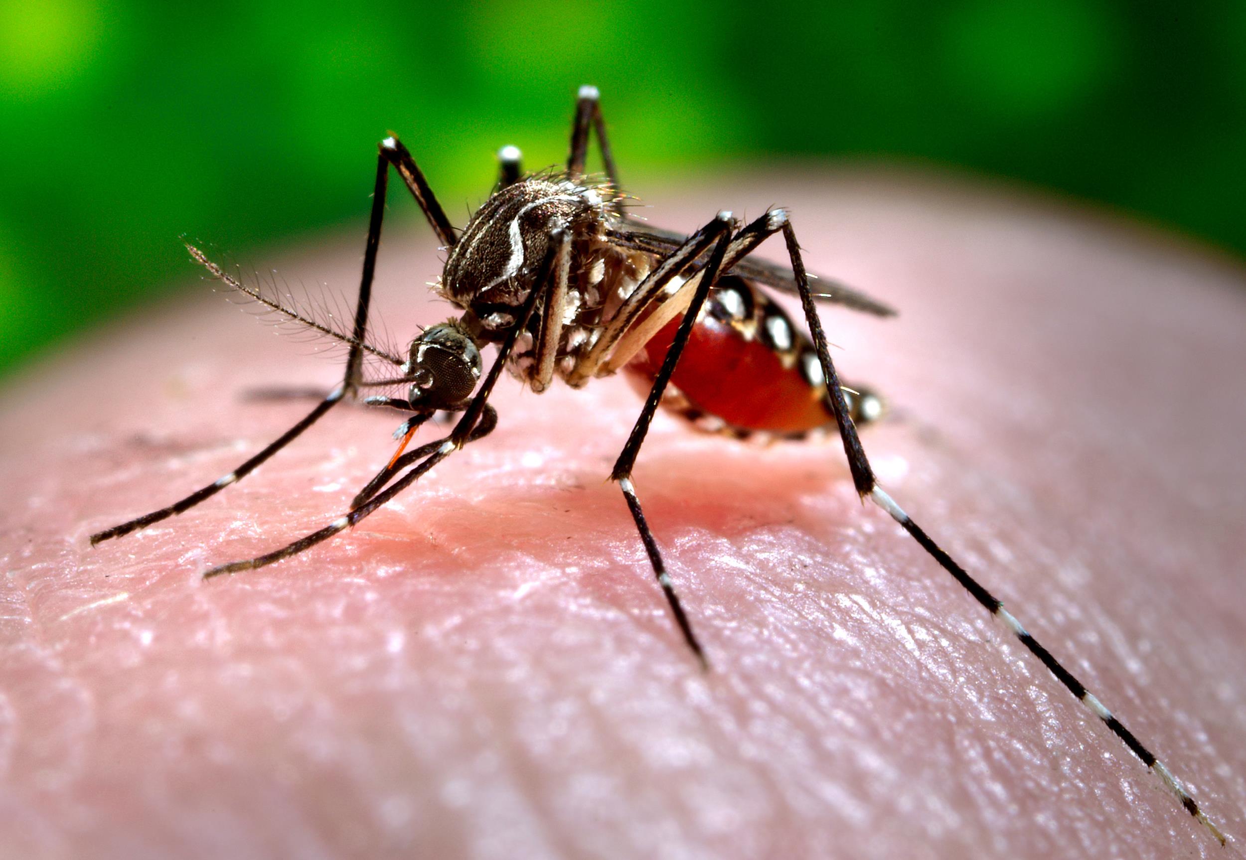 Awa Marie Coll Seck: »vigilance au Zika et le Chikungunya »