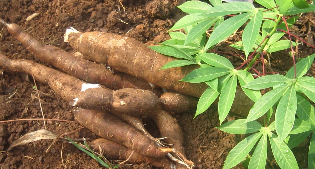 Un premier projet de la culture du manioc lancé à Matam