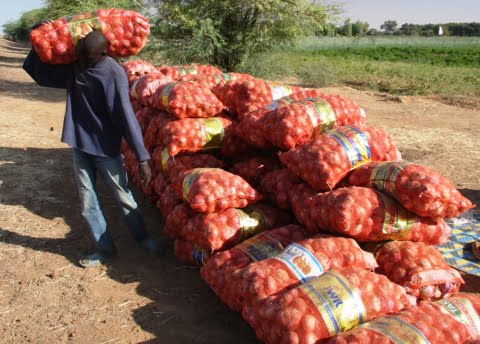 Les importations d’oignons reprennent à partir de lundi