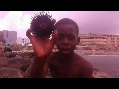 Vidéo : La pêche des Oursins – un business lucratif à Dakar. Regardez