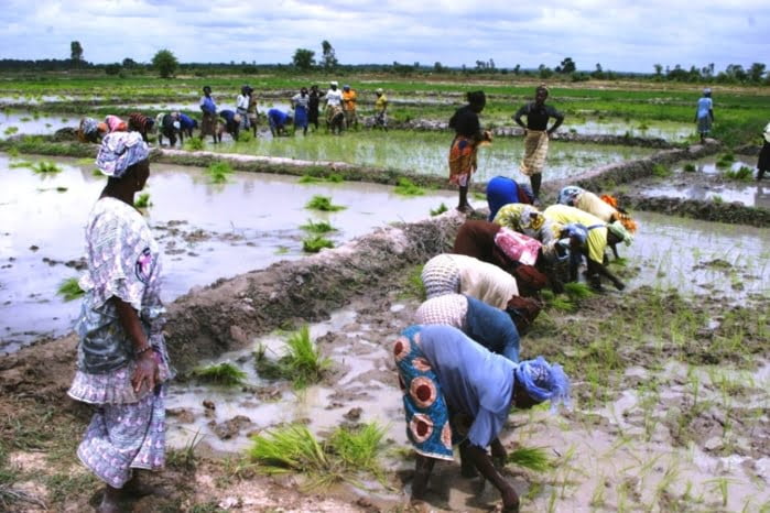 Le riz sera décortiqué ce lundi 22 août par le Ministre du Commerce, Alioune Sarr