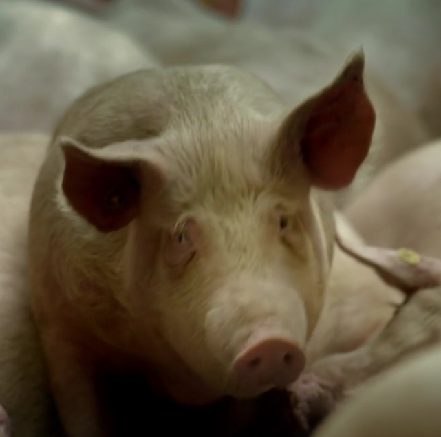 Vidéo: Du cochon au bonbon, les secrets de fabrication d’une sucrerie. Regardez!
