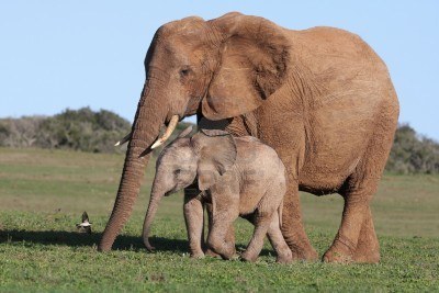 La population des éléphants d’Afrique au plus bas depuis 25 ans