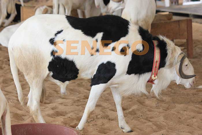 Tabaski: dévotion ou viande tendre