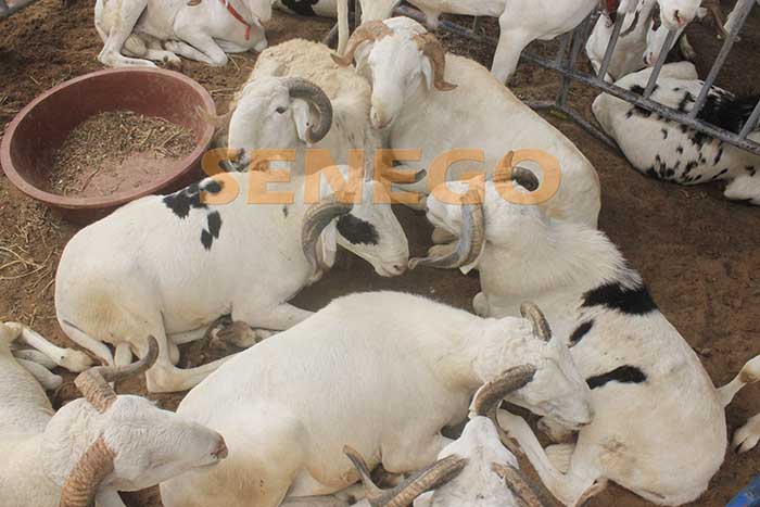 Mouton (2)