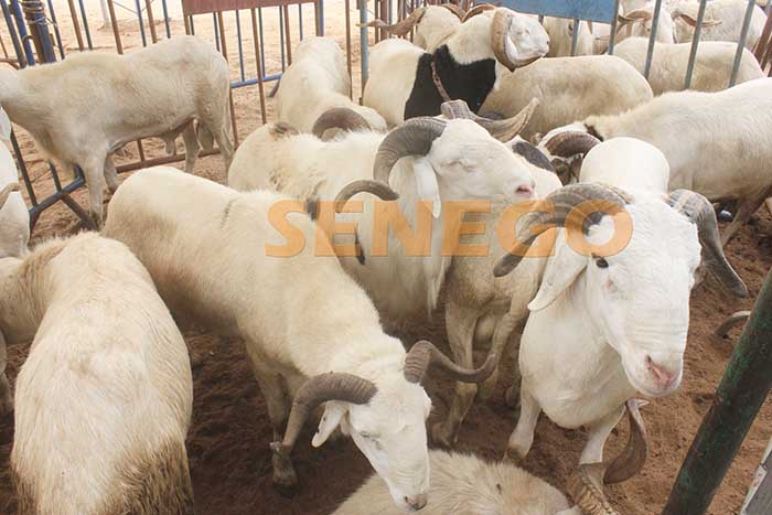 Mouton (3)