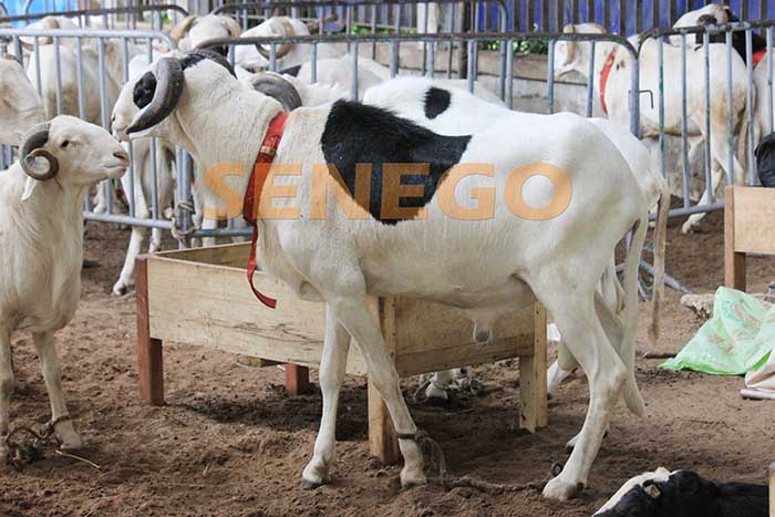 Mouton (5)