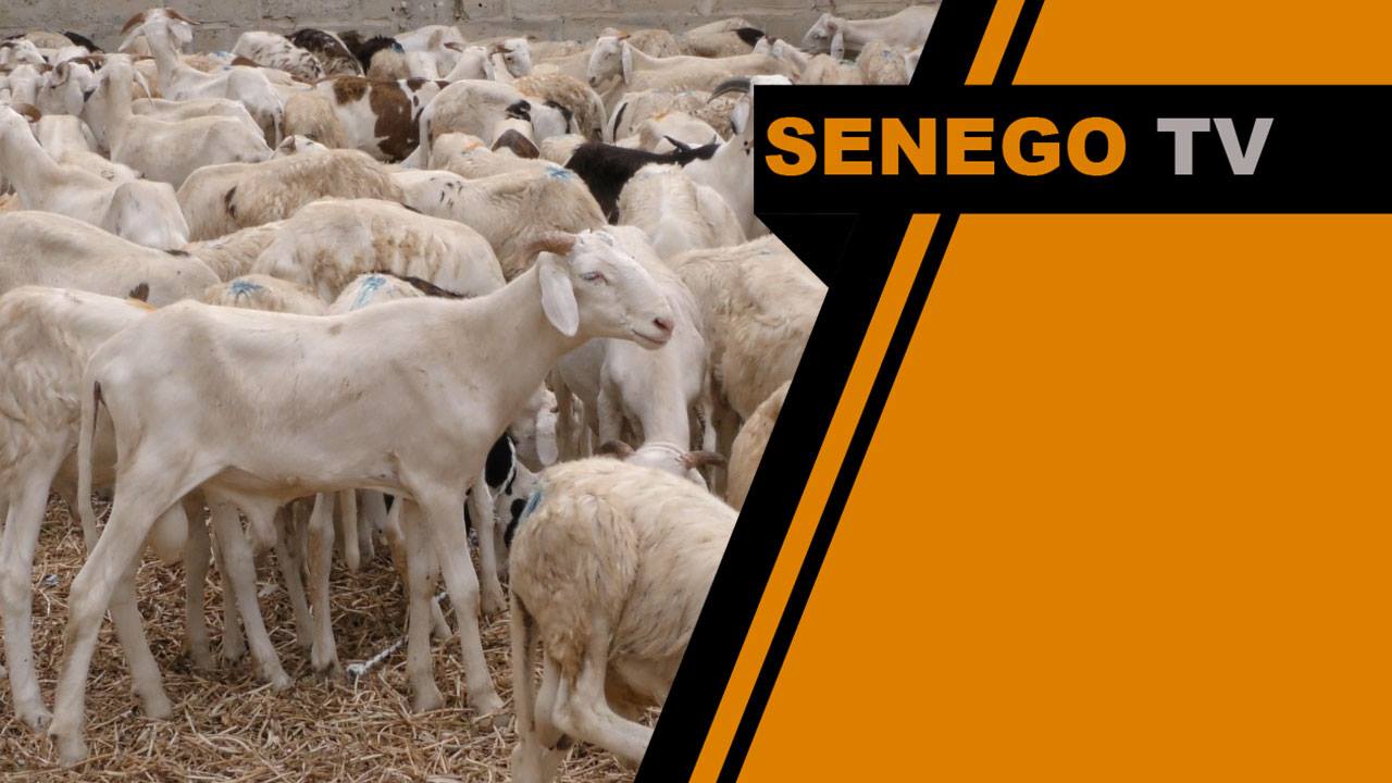 Senego TV: les démunis de Mbao soutenus par HAI avec 207 moutons. Regardez