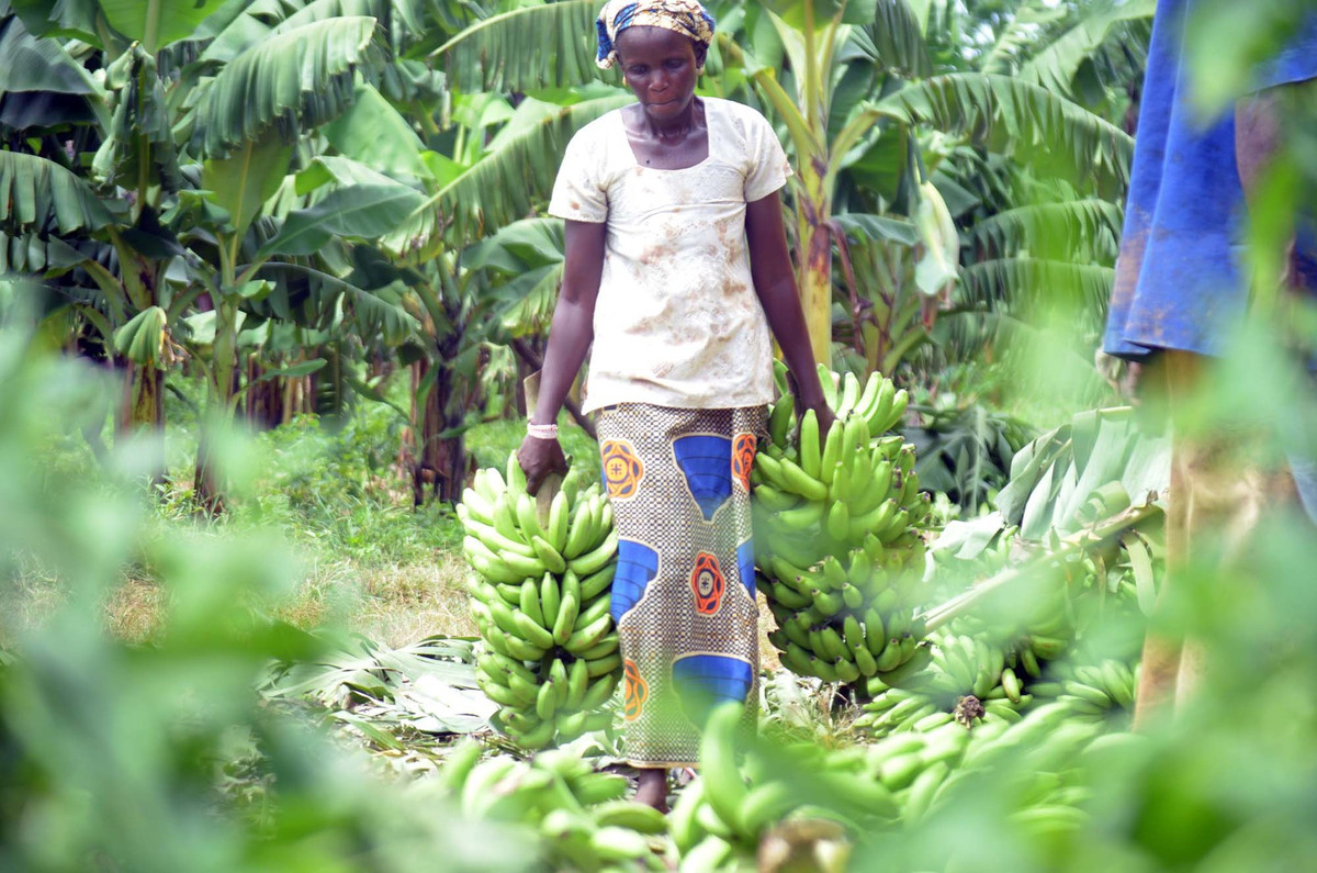 Objectif, autosuffisance en banane