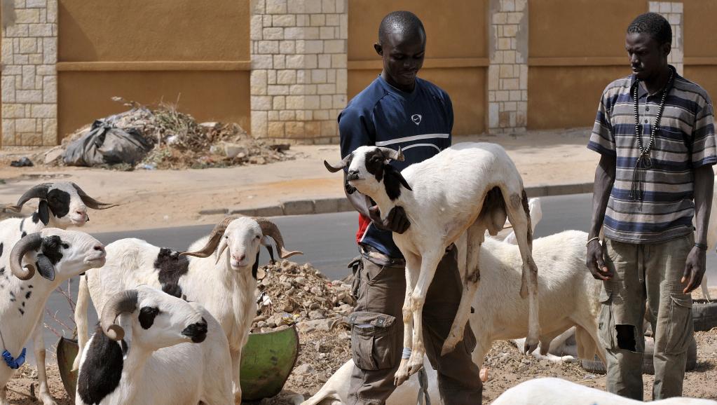 Sénégal: au marché du mouton, la préparation de la Tabaski va bon train