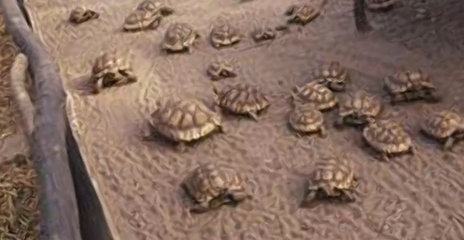 Criminalité faunique : 5 trafiquants arrêtés à Thiès et Dakar en possession de 213 tortues vivantes