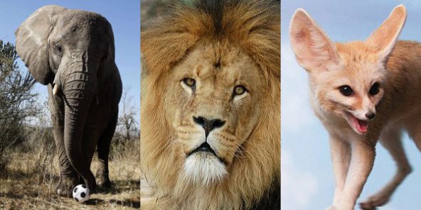 Sélections africaines: Dis moi ton pays, je te dirais quel animal tu représentes