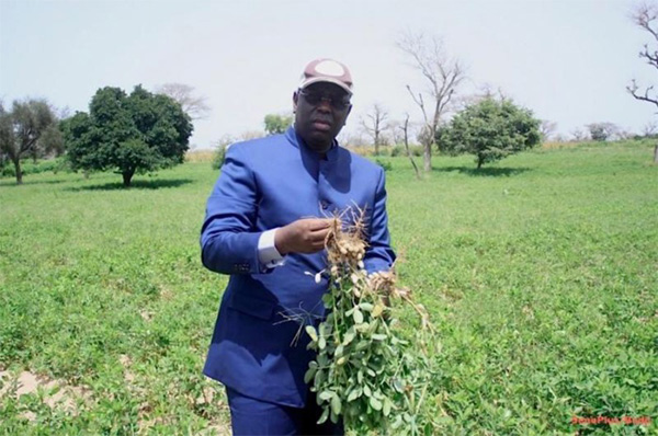 Macky Sall dans les champs auprès des producteurs de Kaolack et Kaffrine