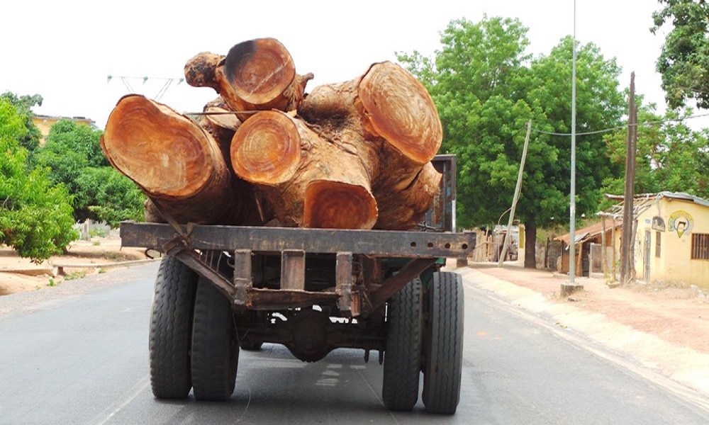 Gambie : trafic de bois en Casamance, le président Yaya Jammeh prend des mesures