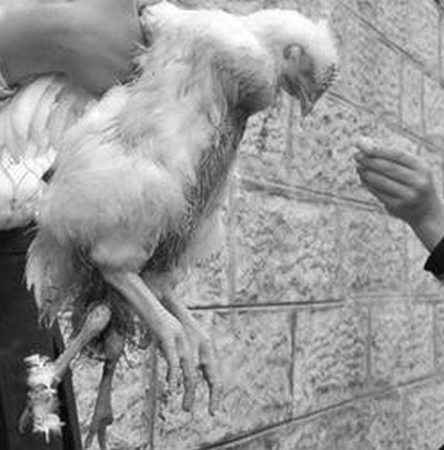Vidéo: L’histoire du coq à 4  pattes et Me Wade