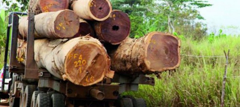 « La destruction silencieuse des dernières forêts du Sénégal » (Par M. Kane)