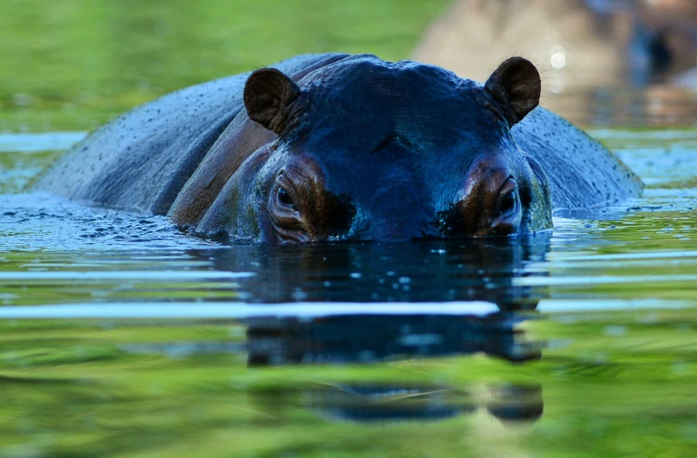 Sénégal: un hippopotame jugé dangereux abattu par des villageois