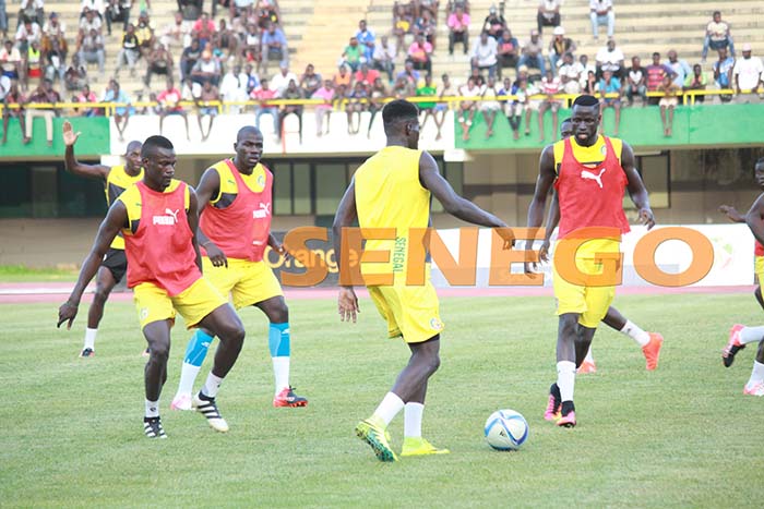 lions-senegal-10