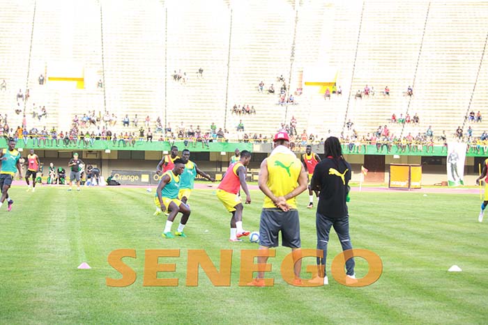 lions-senegal-8