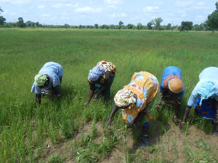 Un car dérape et tue 2 femmes  dans les rizières à Sédhiou