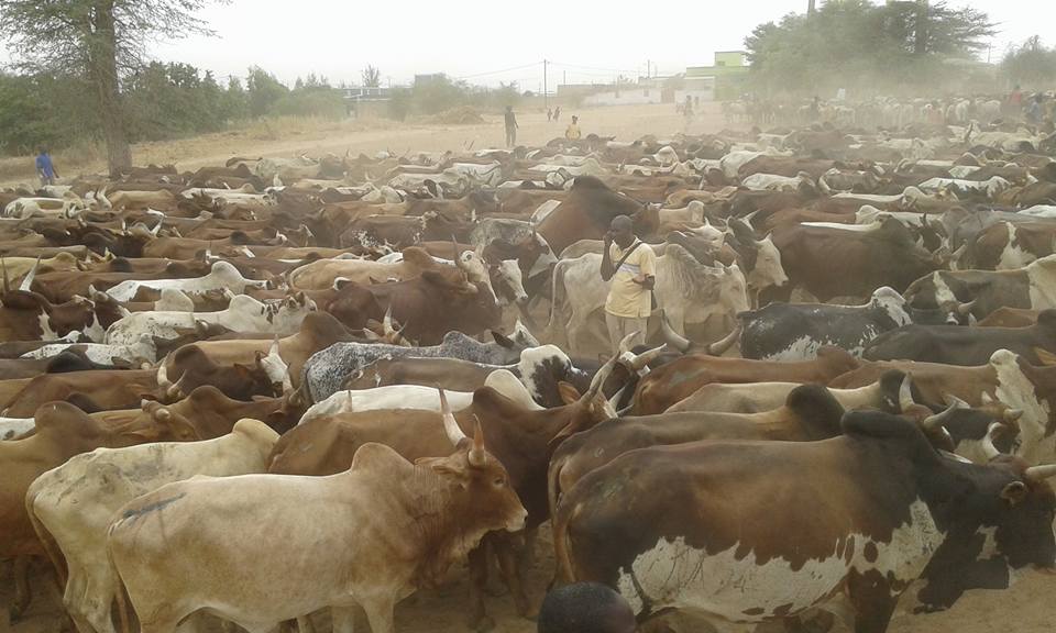 Vidéo: Regardez le troupeau de bœufs de Cheikh Béthio Thioune pour le Magal 2016