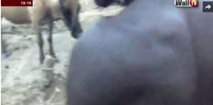 Vidéo – Tambacounda : Un éleveur tabassé et ses 18 moutons dérobés par un gang de voleurs armés…. Regardez !