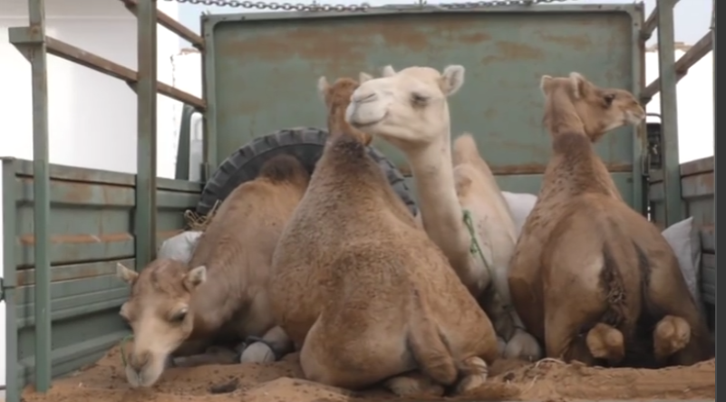Vidéo- Contribution du Président de la République de la Mauritanie pour le Grand Magal de Touba 2016…