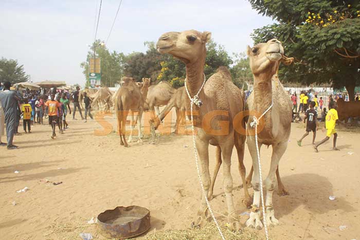 chez-cheikh-bethio-touba-11