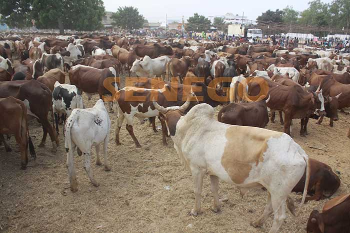 chez-cheikh-bethio-touba-4