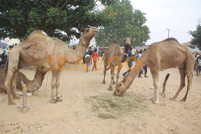 chez-cheikh-bethio-touba-6