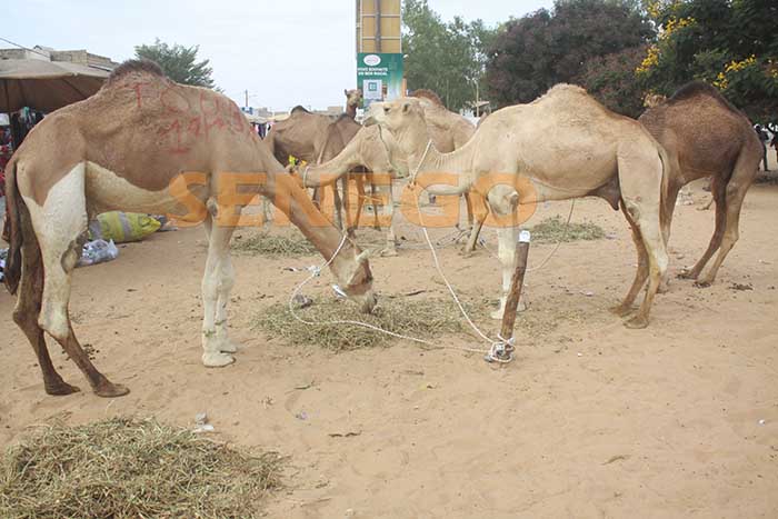 chez-cheikh-bethio-touba-7